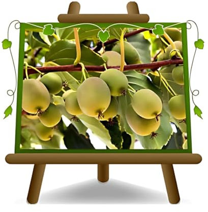 EURO PLANTS VIVAI Actinidia – Kiwi Arguta pianta su Vaso: ø 20 cm. - *Altezza: 140-160 cm. - Età 2 anni