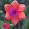 SHelle Narzissen, seltene Farben, winterharte Blumenzwiebeln, Stauden, viele Farben, Garten, Innendekoration-2 zwiebeln-C
