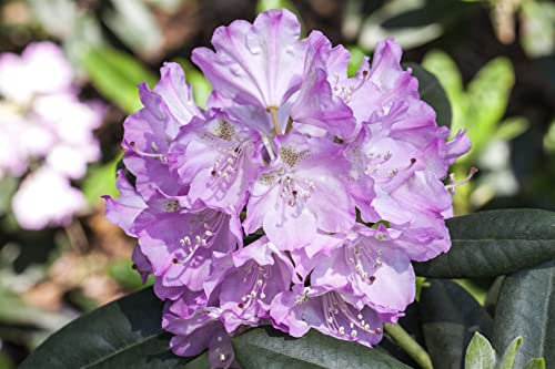 Rhododendron 'Snipe' 20-25 cm – Winterhart, Immergrün, Pflegeleicht – Zwerg-Rhododendron – Kübelpflanze für Terrasse & Steingarten