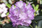 Rhododendron 'Snipe' 20-25 cm - Zwerg-Rhododendron, zartrosa Blüten, Blütezeit April-Mai, ideal für Kübel und Steingärten, winterhart und pflegeleicht
