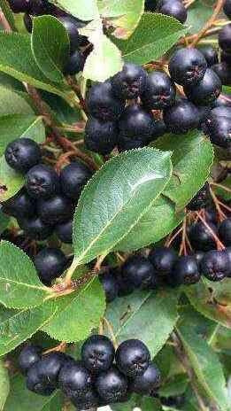 Pianta di Aronia nera 20