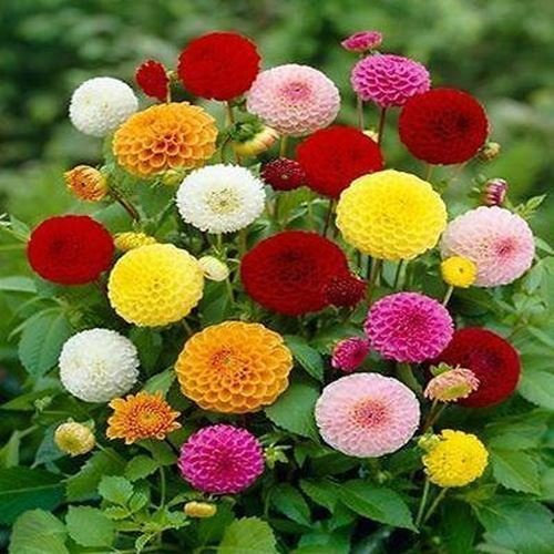 30 semillas Dalia pompón Mix Semillas de flores (Dahlia Variabilis)