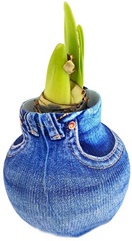 Fangblatt - Wax Amaryllis Fashionz Streetstyle - gewachste Amaryllis mit Hose - Pflegeleichte Blumenzwiebel blüht ohne Gießen (Jeans)