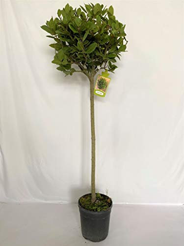 PIANTA di ALLORO AD ALBERELLO Laurus Nobilis VASO 20CM H 100 CM FOTO REALE