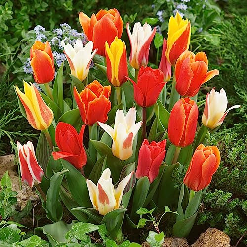12 x Tulips Rockery Mixed - Stunning Colourful Perennial Blooms - Perfect for Spring Border, pots or Hanging Basket- for Your Beautiful Garden