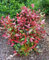 Photinia x fraseri Red Robin Compacta pianta da siepe fotinia compatta in vaso bio ø8 cm Vivaio di Castelletto