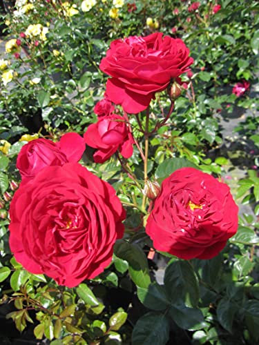 Rosa Bordeaux ® - Beetrose Bordeaux ® - Kordes Rose