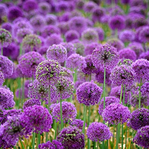 Haloppe 40 Pz Viola Gigante Allium Fiori Piante Semi Per La Casa Giardino Piantare, Viola Gigante Allium Semi Giganteum Cipolla Fiore Piantare Decorazioni Da Giardino