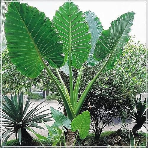Elephant Ears for Planting UK Strong Plants That Grow Well Hardy Perennial Greening Excellent Display Indoor and Outdoor Perennial -3Bulbs-greenA