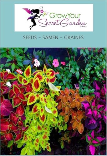 Coléus Wizard en mélange 50 Graines