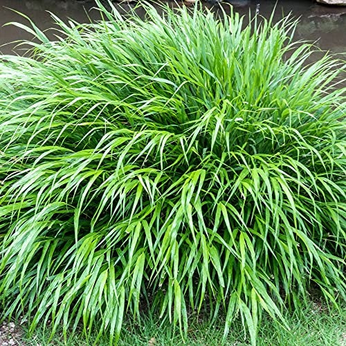 Hakonechloa macra - Japanese Forest Grass | Deciduous Potted Grassy Garden Shrub (9cm Pot, 10-20cm)