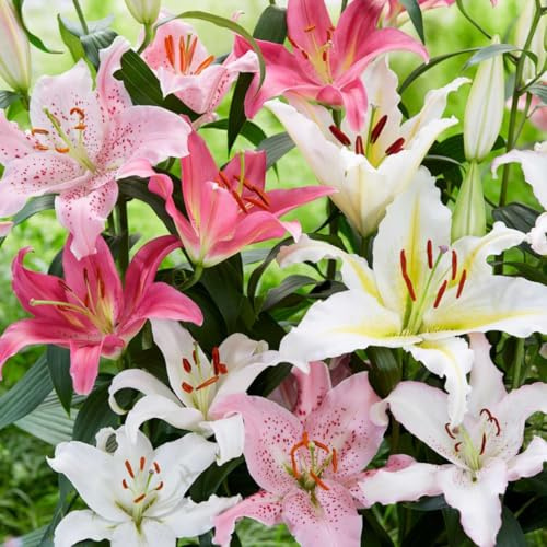 Plant in a Box - Lilium orientalis 'Pastell' - 10er-Set – Lilie – Blumenknollen – Spätsommerblüher – Knolle – Weiß, Rosa, Lila, Gelb