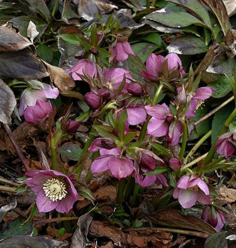 Christrose Lenzrose Metallic Blue - Helleborus orientalis