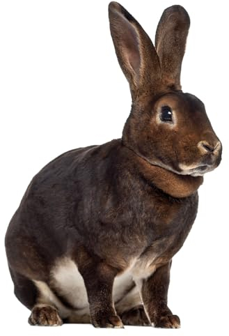 Fensterbild Ostern Osterhase I beidseitig I selbsthaftend wiederverwendbar I Bauernhof I dv1408