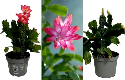 Pack de 3 plantas Schumbergera. Schlumbergia. Cactus de Navidad. Planta natural suculenta con flores en invierno. Altura de 20 cm. Segura Garden.