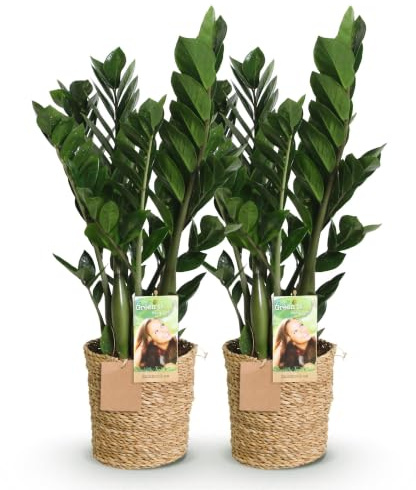 Green boutiQ - Zimmerpflanzen - Zamioculcas - ZZ-Pflanze - Pflegeleicht - mit Korb - Grün - 2 Pflanzen - Topf 17cm - Höhe 65-75cm