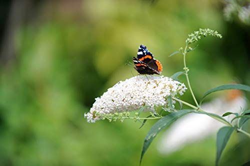 Portal Cool Buddleia Davidii 'Profusion Bianco' in 9cm Pot Stunning Buddleja Farfalla Bush