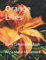 Orange Lilies: Blank Composition Book