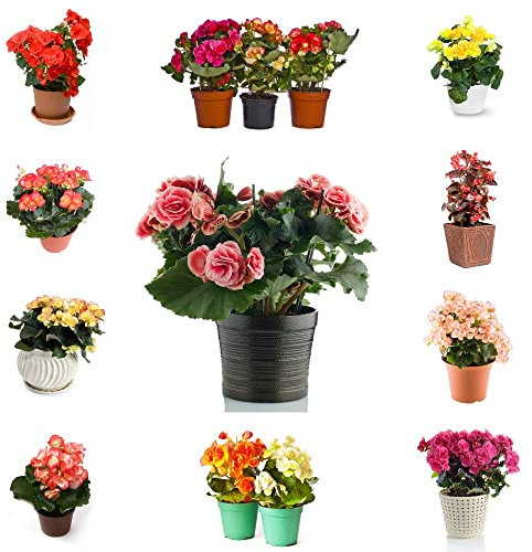 Begonien/Begonie/Begonia Samen|Blumensamen Balkon Nachhaltige Geschenke Bonsai Baum Samen Blumensamen Gastgeschenk BlüTen FrüHlingsblumen-400stüCk(Mischen)