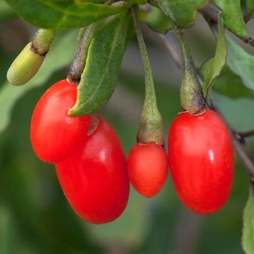 Gojibeere Little Goji Gojibeeren-Pflanze Lycium Gartenpflanzen Bienenfreundliche Pflanzen – Ideal für Blumenbeete, Rabatten und mehr