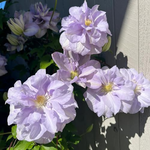 Clematis, Clematis florida, kletterpflanzen winterhart schnellwachsend winterharte für balkon exotische 450Samen