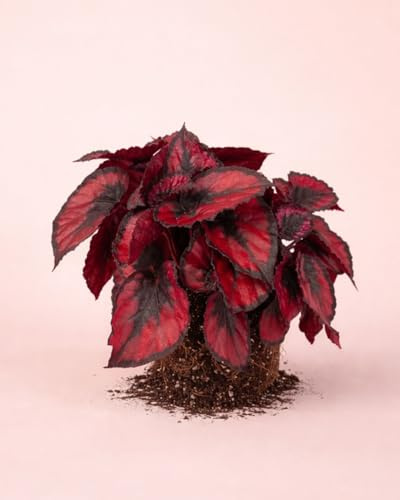 PUR PLANT Begonia Rex Red Kiss | Planta Natural de Interior con Hojas Rojas Intensas | Planta Decorativa Moderna | Maceta de Ø12 cm