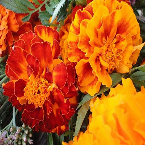 French Marigold - Mixed - TAGETES PATULA Nana Double - 1080 Flower Seeds