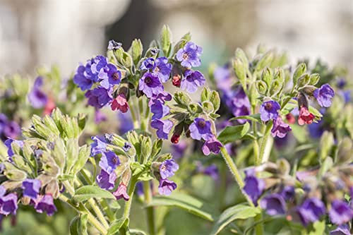 Pulmonaria saccharata ca. 9x9 cm Topf - Lungenkraut, rosa bis blaue Blüten, Blütezeit März-Mai, ideal für schattige Beete, bienenfreundlich, pflegeleicht