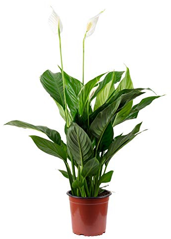 Fleur de lune 3 à 5 fleurs/bourgeons - plante d'intérieur facile d'entretien, Spathiphyllum - hauteur env. 50 cm, pot-Ø 13 cm