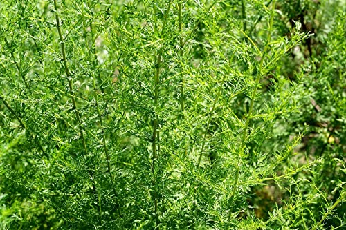 Einjähriger Beifuß - Qing Hao - Sweet Wormwood - Artemisia annua - Lichtkeimer - 250 Samen