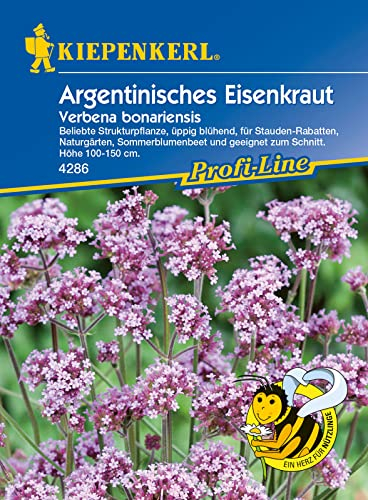 Verbena bonariensis Argentinisches Eisenkraut