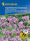Verbena bonariensis Argentinisches Eisenkraut