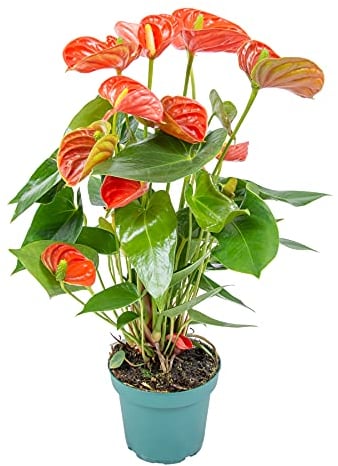 Bloomique - Anthurium Andreanum - Orange - Flamingoblume - Blühende Zimmerpflanzen - Pflegeleicht - Höhe 40-50 cm - Topf 14 cm