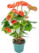 Bloomique - Anthurium Andreanum - Orange - Flamingoblume - Blühende Zimmerpflanzen - Pflegeleicht - Höhe 40-50 cm - Topf 14 cm