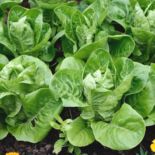 Lettuce Little Gem Seeds – Sweet & Crunchy – Fast-Growing, Ideal for Salads – Fresh Tasty Vegetables – for Your Kitchen Garden