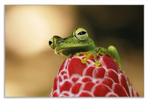 Wallario Frühstücksbrettchen aus Glas, Glasunterlage, Glasbrettchen Frosch sitzt auf Einer Knospe, Größe 20 x 30 cm, Sicherheitsglas