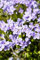 Phlox stolonifera 'Blue Ridge' ca. 9x9 cm Topf - Teppich-Phlox, blaue Blüten, Blütezeit April-Juni, ideal für Steingärten, bodendeckend, pflegeleicht