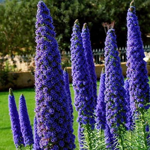 YouGarden Echium candicans 'Pride of Madeira', 2 x Established Plants in 2 Litre Pots