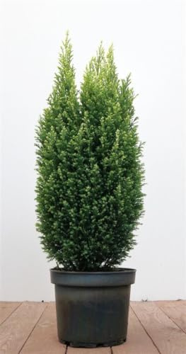Scheinzypresse Chamaecyparis lawsoniana Snow White 50-60 cm winterhart | Sichtschutz, Formhecke, sonnig bis halbschattig, schnittvertraeglich, dekoratives weisses Laub, robust im Garten