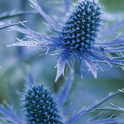 Eryngium 'Big Blue' Sea Holly Perennial Hardy Outdoor Garden Plant in Pot (3 Litre Pot, 40-50cm)