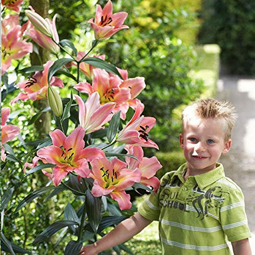 COOTO Garten Lilien Zwiebeln Winterhart Mehrjährig – Baumlilien Rosa On Stage - Blumenzwiebeln Lilien – Blumen Deko für Garten und Balkon – Garten Lilien Pflanzen für Viele Jahre