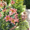 COOTO Garten Lilien Zwiebeln Winterhart Mehrjährig – Baumlilien Rosa On Stage - Blumenzwiebeln Lilien – Blumen Deko für Garten und Balkon – Garten Lilien Pflanzen für Viele Jahre