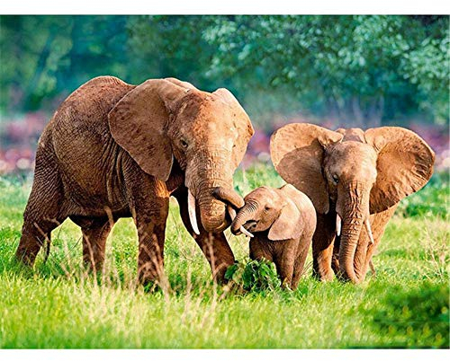 Yingxin34 Puzzle 3000 Teile für Erwachsene - DREI Elefanten- Wanddekoration, 3000 Teile Puzzle, Puzzle Erwachsene 3000 Teile, Puzzle 3000-48.03x31.88 Zoll (122 x 81cm)