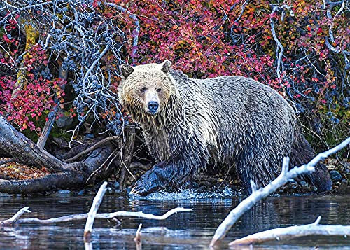 Grizzly Stroll Fine Art Bear Jigsaw Puzzle 1000 Pieces for Adults and Teens by PuzzQuest