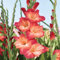 7 pcs gladiolen zwiebeln winterhart mehrjährig ausgefallene geschenke dekopflanzen luftreinigende zimmerpflanzen Gartenpflanzen serie, gewächshaus balkon blumendeko knollen blumen