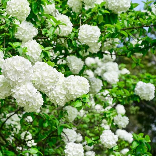 semillas resistentes de hortensias trepadoras semillas de flores perennes resistentes, de jardín para mujeres, semillas de hierbas bonsái plantas trepadoras plantas resistentes 180pcs