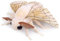 lilizzhoumax Motte Plüschtier Kuscheltier 16” Simuliertes Tier Seidenmotte Moth Plush Kawaii Cute plushies Tierliebhaber Realistische Insekt Spielzeug für Wilde Tiere Geburtstag Geschenk für Kinder