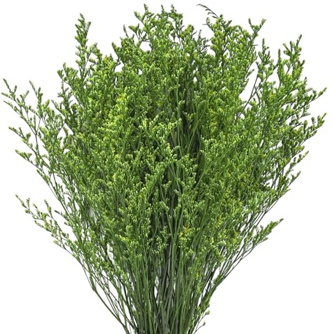Trockenblumen, getrocknete Strandflieder im Strauß – DIY-Arrangements für Ihr Schlafzimmer und Wohnzimmer (100 g)