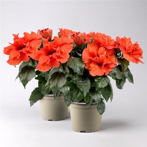 Hibiskus HibisQs® 'Adonicus Double Orange' orange, Topf-Ø 13 cm, 2 Pflanzen