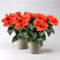 Hibiskus HibisQs® 'Adonicus Double Orange' orange, Topf-Ø 13 cm, 2 Pflanzen